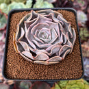 Echeveria 'Pollux' 3" Succulent Plant