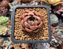 Echeveria 'Mohican' 1" Succulent Plant