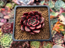 Echeveria Agavoides 'Red Bell' 2" Succulent Plant