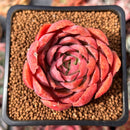 Echeveria 'Love Letter' 2" Succulent Plant