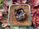 Echeveria 'Black Raccoon' 1" Succulent Plant