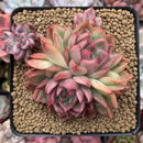 Echeveria Agavoides 'Floriditi' 4" Cluster Succulent Plant