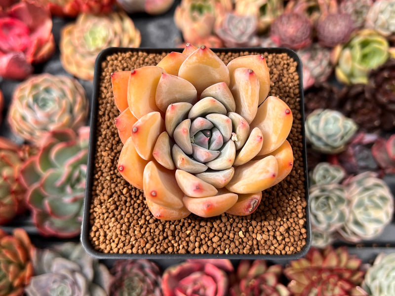 Echeveria 'Blue Mountain' 2