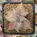 Echeveria 'Xichuensis' 2" Succulent Plant