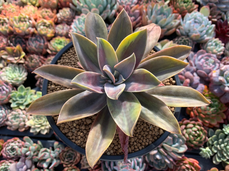 fred ives succulent Graptoveria 'Fred Ives' Variegated 5