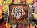 Echeveria 'Bijou' 1"-2" New Hybrid Succulent Plant