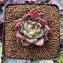 Echeveria Agavoides 'Shallot' 2" Succulent Plant