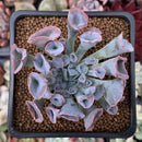 Echeveria 'Trumpet Pinky' 2" Succulent Plant