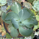Echeveria 'Beserk' Variegated 5" Succulent Plant