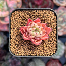 Echeveria 'Primavera' 1" Very Small Seedling Succulent Plant