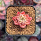 Echeveria 'Primavera' 1" Very Small Seedling Succulent Plant