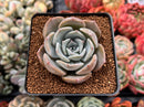 Echeveria 'Rastin' 2" Succulent Plant