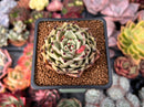 Echeveria Agavoides 'Black Cat' 2"-3" Succulent Plant