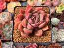 Echeveria Agavoides 'Black Tetra' 3" Succulent Plant