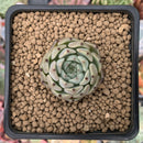 Echeveria 'Blackthorn' 1" Succulent Plant