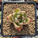 Echeveria Agavoides sp. 2" Succulent Plant