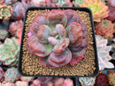 Echeveria 'Hearts Delight' 2"-3" Succulent Plant