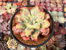Echeveria 'Blue Spur' 3" Succulent Plant