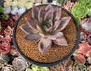 Echeveria 'Purple Champaign' 4" Succulent Plant