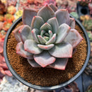 Echeveria 'Purple Champaign' 3"-4" Succulent Plant