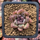Echeveria Agavoides 'Black Queen' 1"-2" Succulent Plant