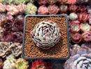 Echeveria 'Dark Minima' 1" Succulent Plant