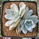 Echeveria 'White One' 3" Powdery Succulent Plant
