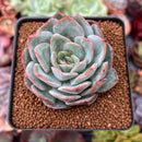 Echeveria 'Paul Shay' 2" Succulent Plant