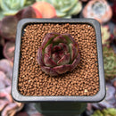 Echeveria 'Black Tiger' 1" Succulent Plant