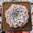 Echeveria 'Hearts Choice' 2" Succulent Plant