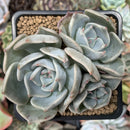 Echeveria 'Steel Heart' 3" Cluster Succulent Plant