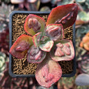 Echeveria 'Baron Bold' 2" Succulent Plant