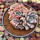 Graptoveria 'Debbie' Crested 4" Succulent Plant