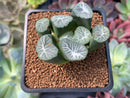 Haworthia Maughanii 'Onami' 2"-3" Succulent Plant