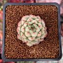 Echeveria 'Yeonji' 1" New Hybrid Succulent Plant