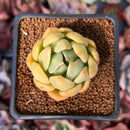 Echeveria Agavoides 'Chimera' 1" Succulent Plant
