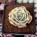 Echeveria 'Compton Carousel' 1" Succulent Plant