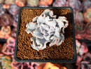 Echeveria 'Crispate Beauty' 1" Powdery Succulent Plant