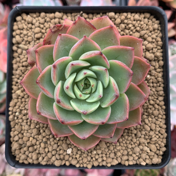ice plant succulent Echeveria 'Ice Pink' 2"-3" Succulent Plant – True Succulents Plant Co