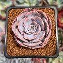 Echeveria 'Pinky' 2" Succulent Plant