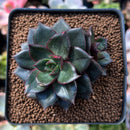 Echeveria 'Monocerotis' 2" Succulent Plant