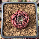 Echeveria Agavoides 'Sarabony' 1" Succulent Plant