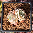 Echeveria 'Elsa' 1" Cluster Succulent Plant