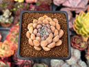 Graptoveria 'Highstone' 2" Powdery Succulent Plant