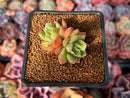 Echeveria Agavoides 'Candy Candy' 1" Succulent Plant
