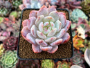 Echeveria 'Hosikage' 3" Succulent Plant