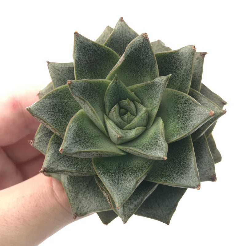 dionysos succulent Echeveria 'Dionysos' 2"-3" Succulent Plant – True Succulents Plant Co