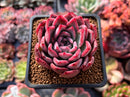 Echeveria 'Black Swan' 2"  Succulent Plant