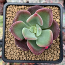 Echeveria 'Santorini' 2" New Hybrid Succulent Plant