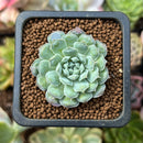 Echeveria 'Hearts Choice' 1" Succulent Plant